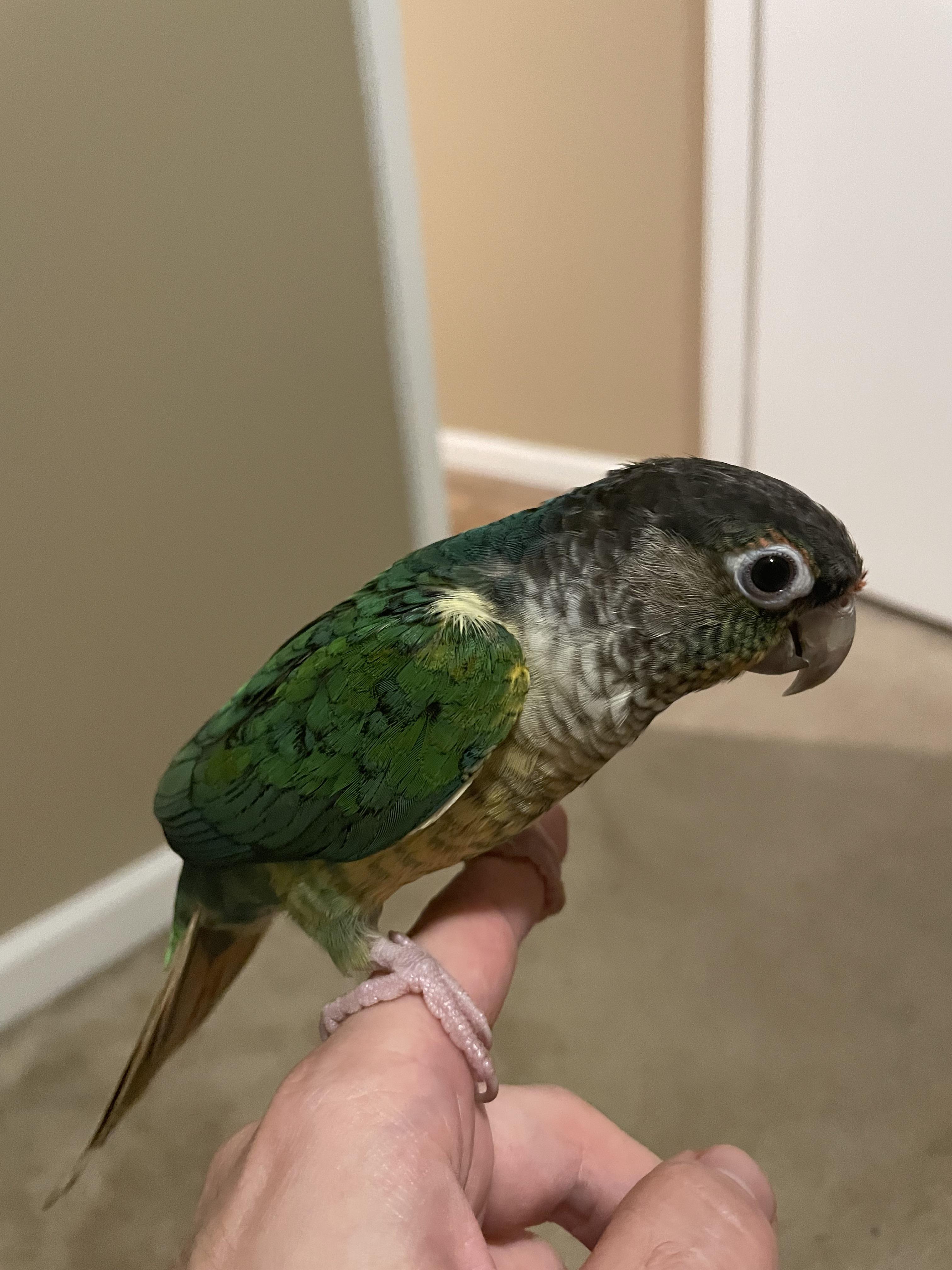 Does all green cheeks have a red tail? I got mine about a month ago and I can't tell if its a green cheek or maroon-bellied I read online that they are
