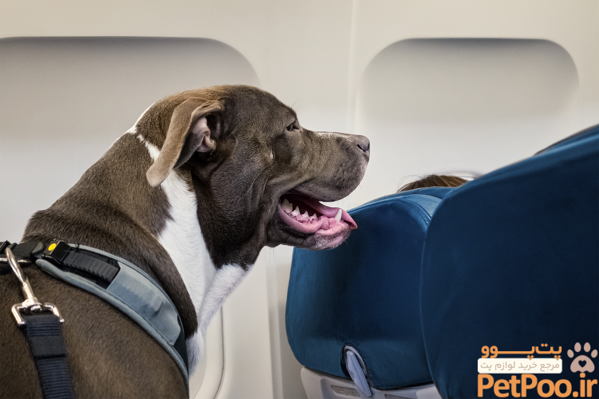 Traveling with your dog doesn't have to be dangerous