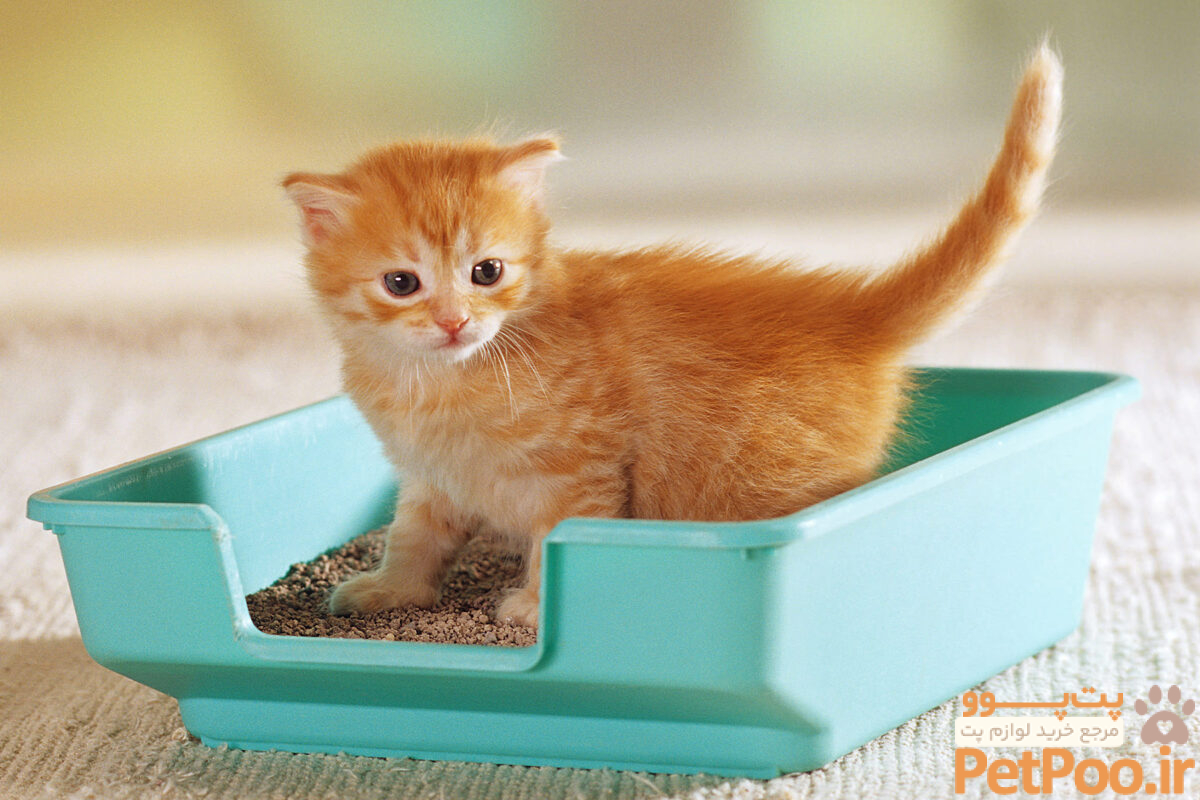 چرا گربه بیرون از خاک مخصوص دستشویی میکند؟ 1 kitten in litter box scaled