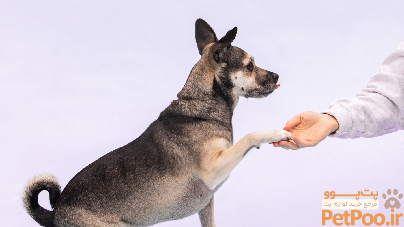 راهنمای آموزش دست دادن به سگها: آموزش قدم به قدم 3 Dog training 101 — How to set realistic goals and where to get started : Life Kit : NPR