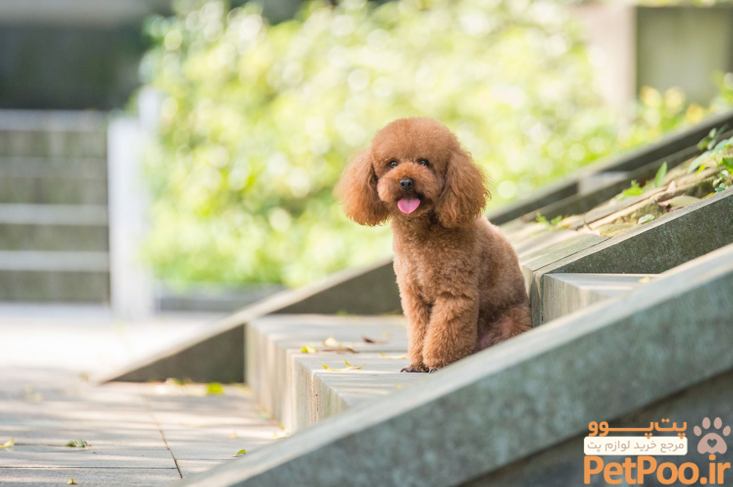 13 of the World's Most Gentle Dog Breeds