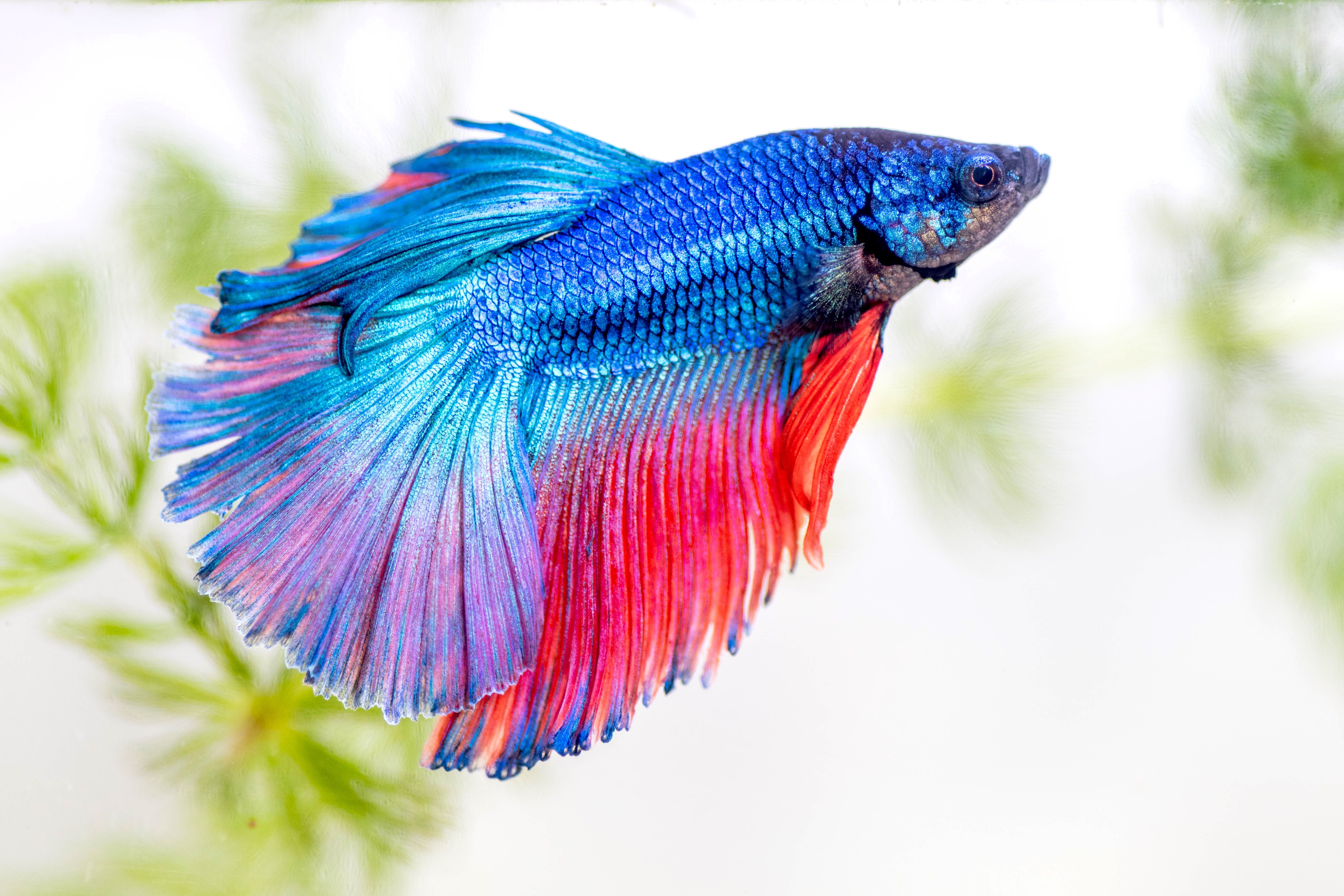 بهترین حیوانات خانگی برای کودکان چیست؟ 7 11 Easiest Fish to Take Care Of For New Fish Parents