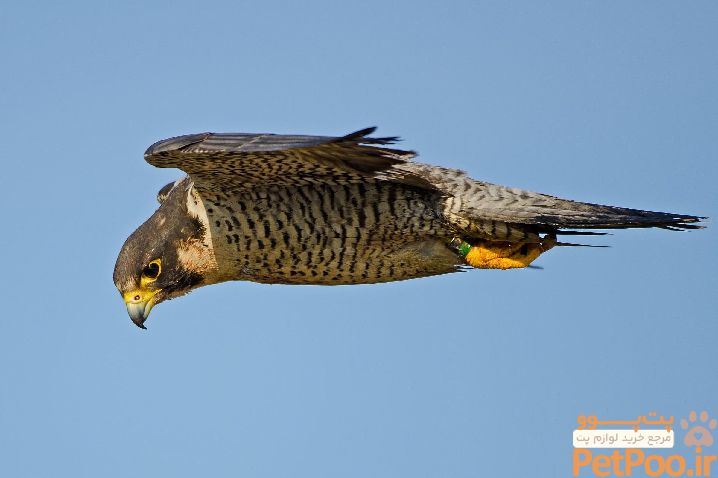 آیا عقاب و شاهین را میتوان بعنوان حیوان خانگی نگهداری کرد؟ 2 Where can I buy pet eagles in Bengaluru, India? - Quora