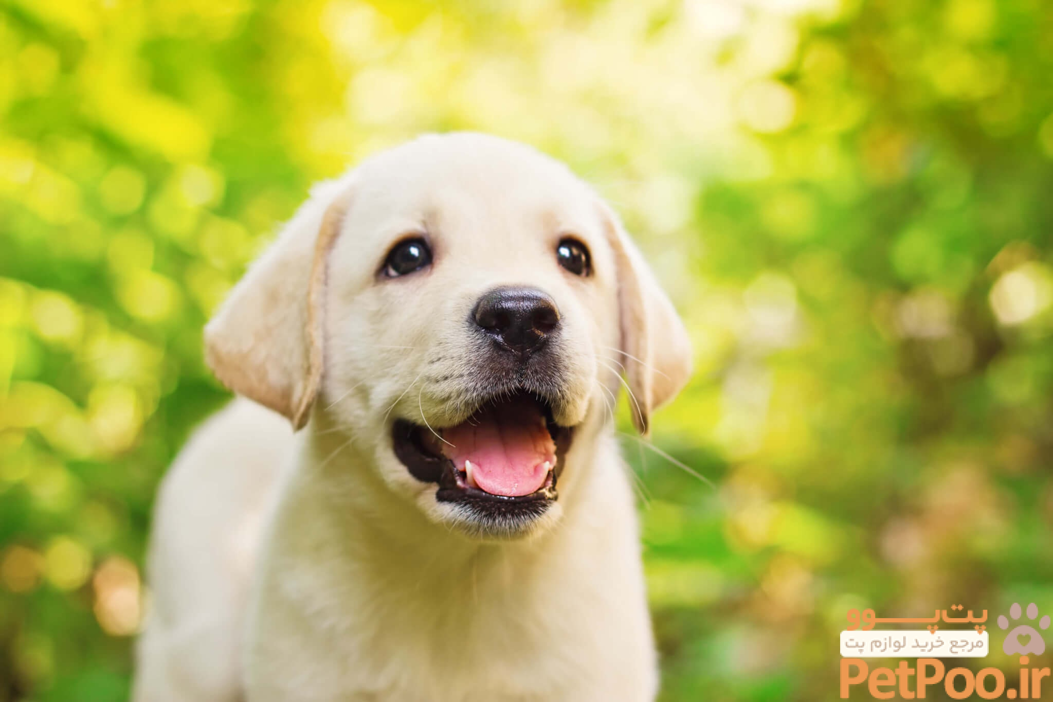 Why is it illegal in Iran to own dogs? - Quora
