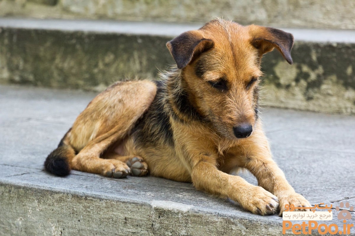 چگونه سگ های خیابانی را اهلی و رام کنیم؟ 3 Stray Dogs: Name Ideas for Stray, Found or Rescued Dogs | PetPlace.com