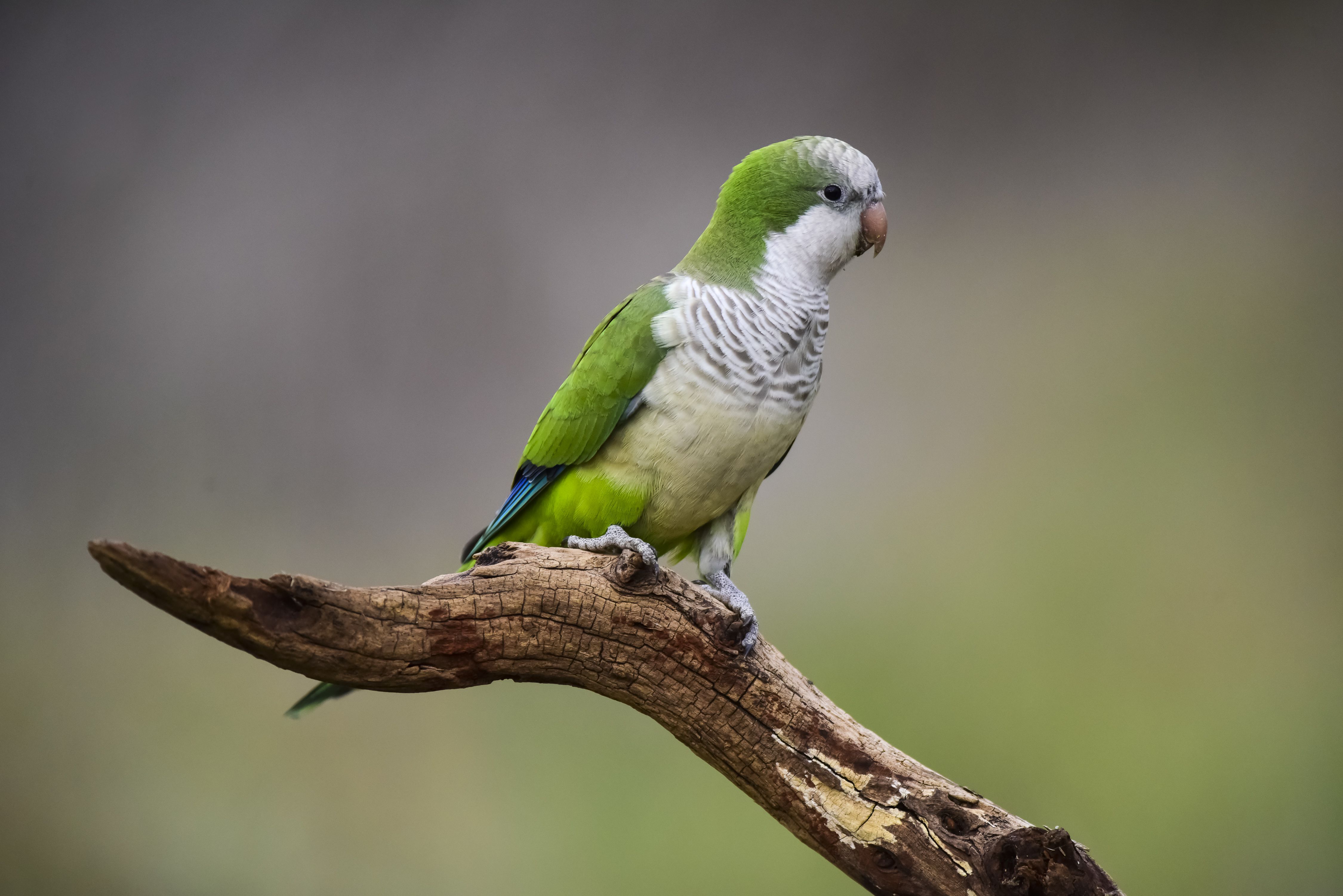 راهنمای خرید پرنده: یک دوست خوش صدا و ناز 2 8 Most Popular Companion Birds as Pets