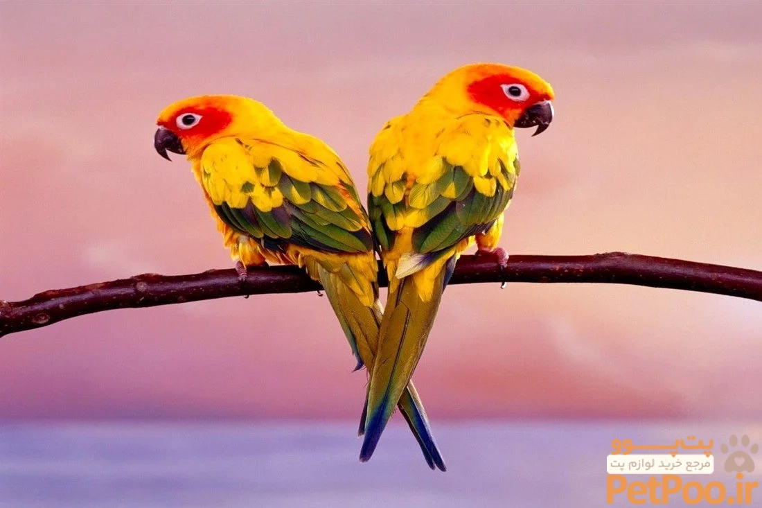 Two Colourful Parrot