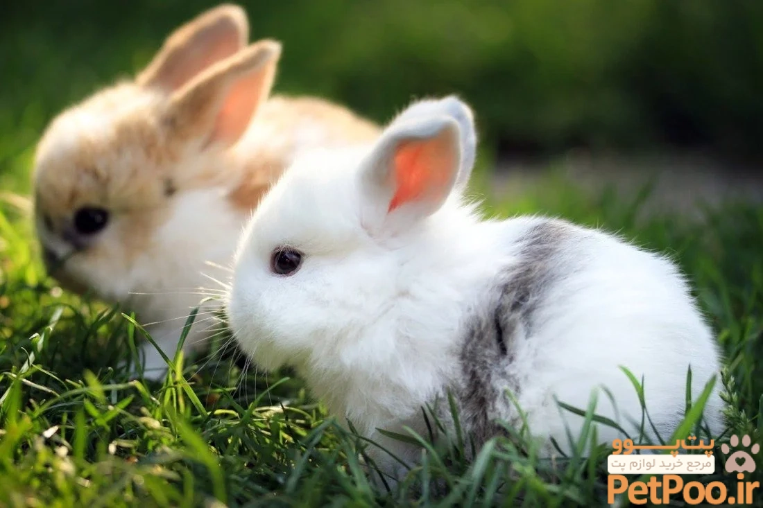 Cute Rabbits 2