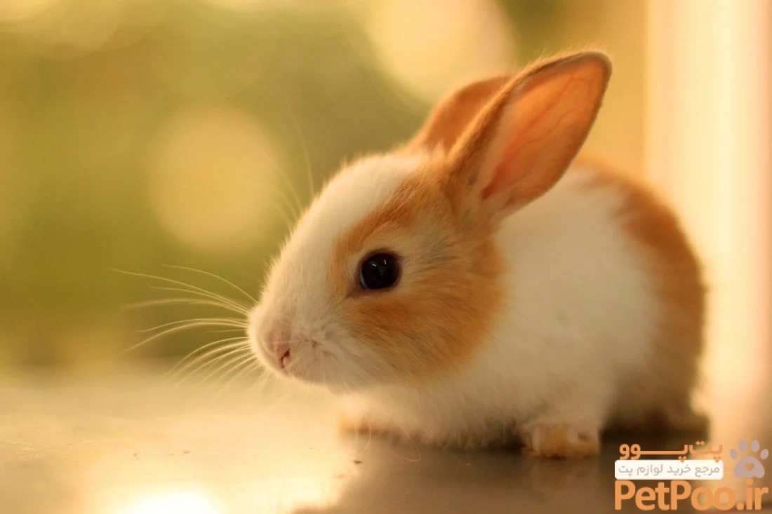 Cute Rabbit