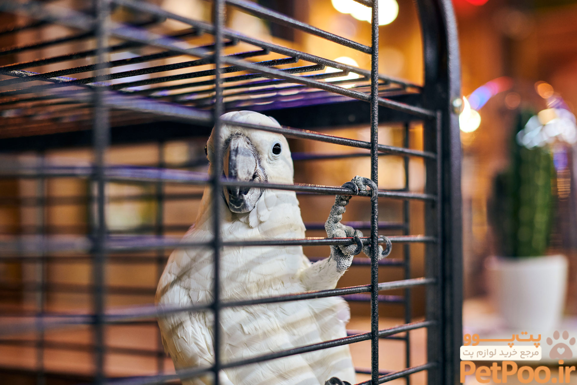 Factors to Consider When setting Up Your Bird's Cage | myBird
