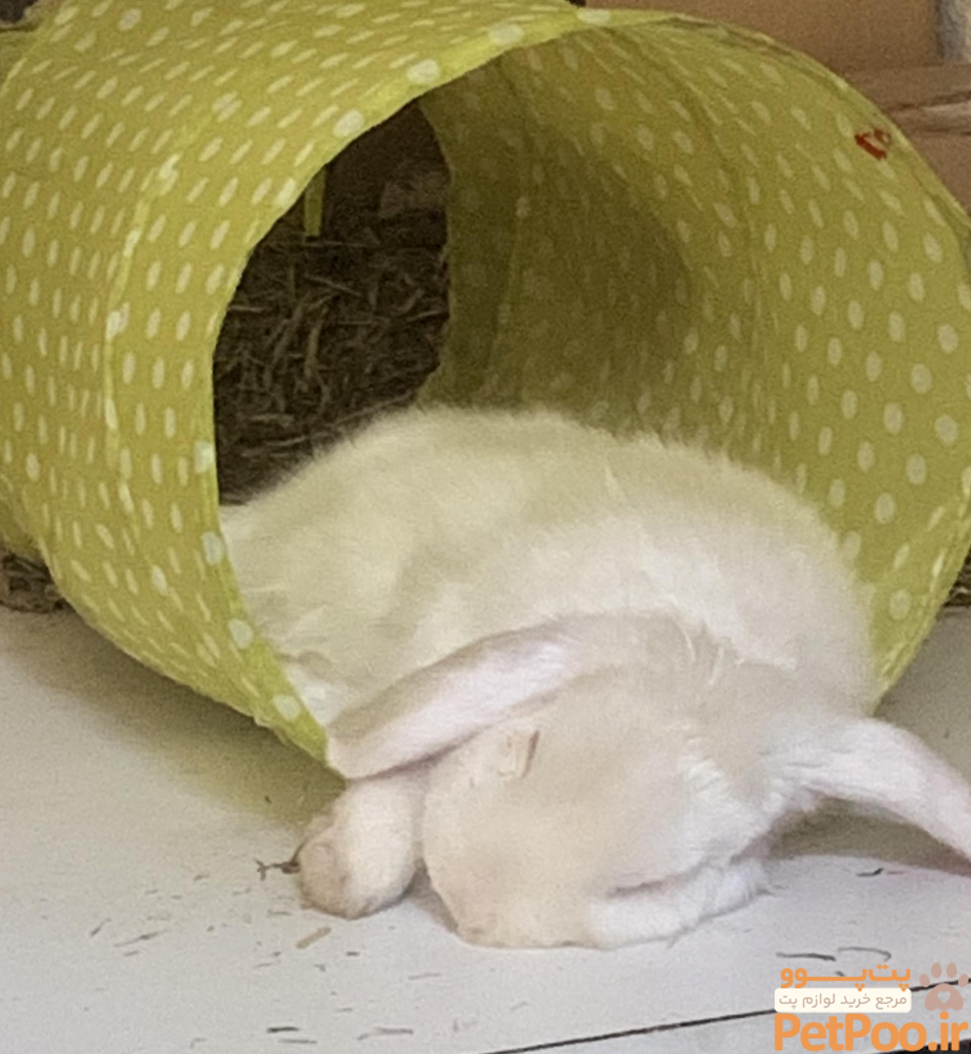 چگونه برای خرگوش جای دستشویی درست کنیم؟ 3 What do u use for ur rabbits' toilet and bedding? I'm a little bit confused about what is best : r/Rabbits