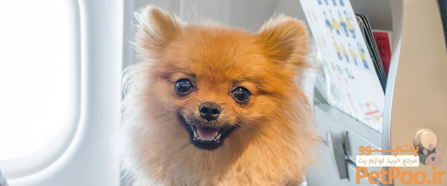 12 Tips for Flying with Your Dog