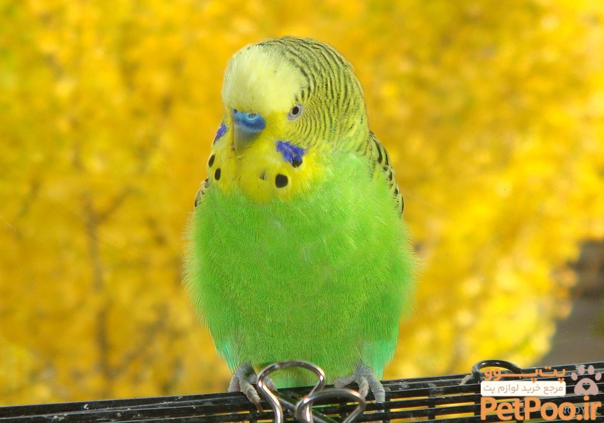 راهنمای خرید مرغ عشق (Budge) 1 عکس مرغ عشق سبز ماده - عکس نودی
