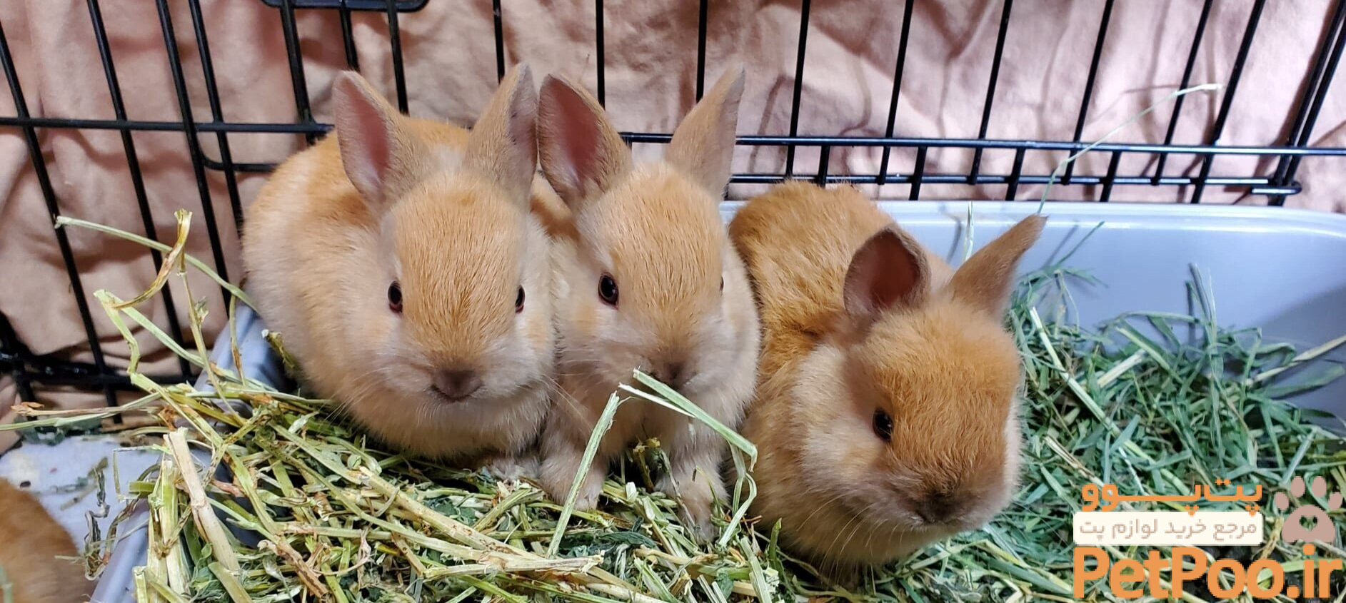 از کجا بفهمیم خرگوش چند ماهه است؟ راهنمای تشخیص سن 3 Baby Bunnies — Rabbit Advocates