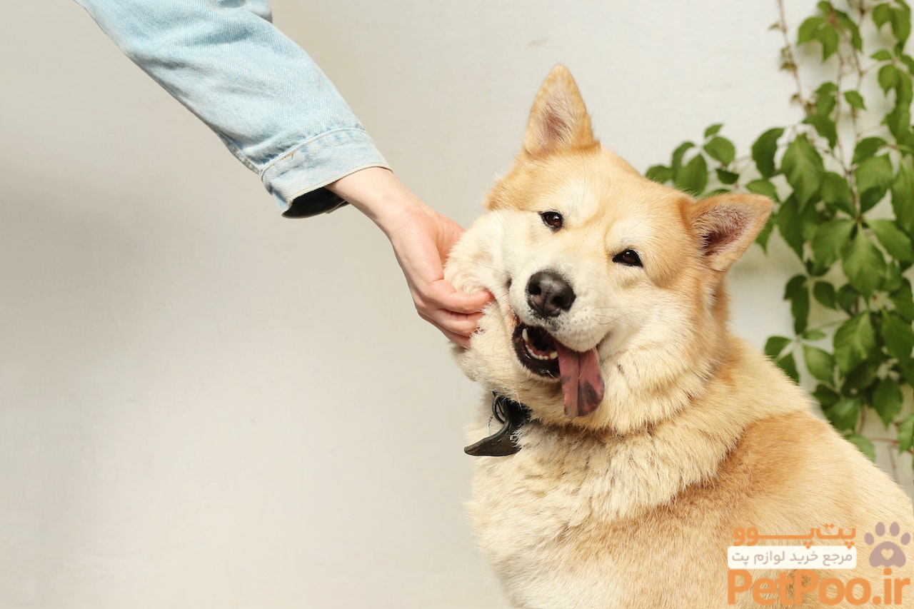 چگونه از حیوانات خانگی نترسیم؟ راههای مقابله با ترس از جانوران! 1 Scared of Dogs? Here are 5 Ways to Overcome Your Fear – Neater Pets