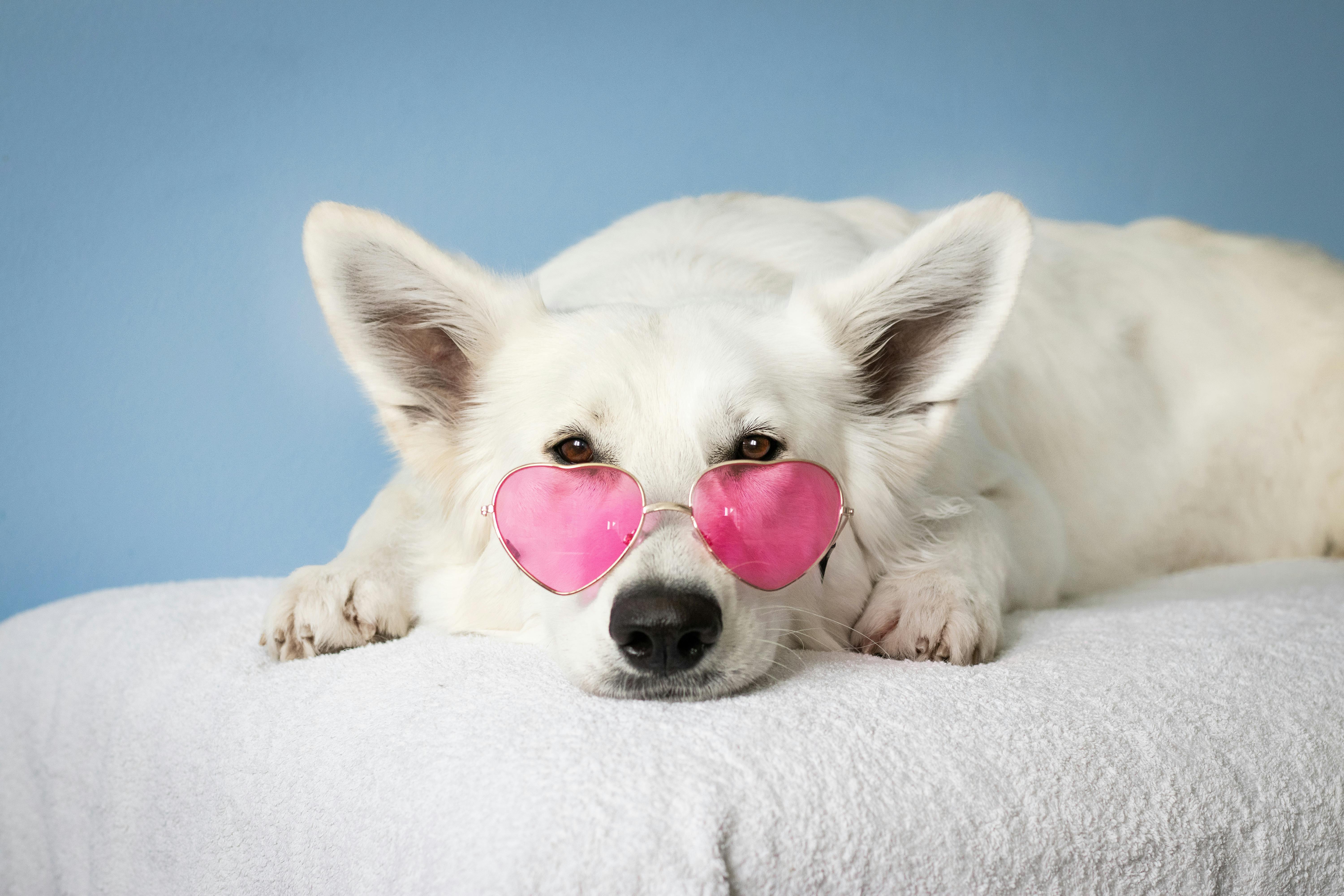 دانلود 50 مدل صدای سگ با کیفیت بالا 2 Cute Dogs Photos, Download The BEST Free Cute Dogs Stock Photos & HD Images