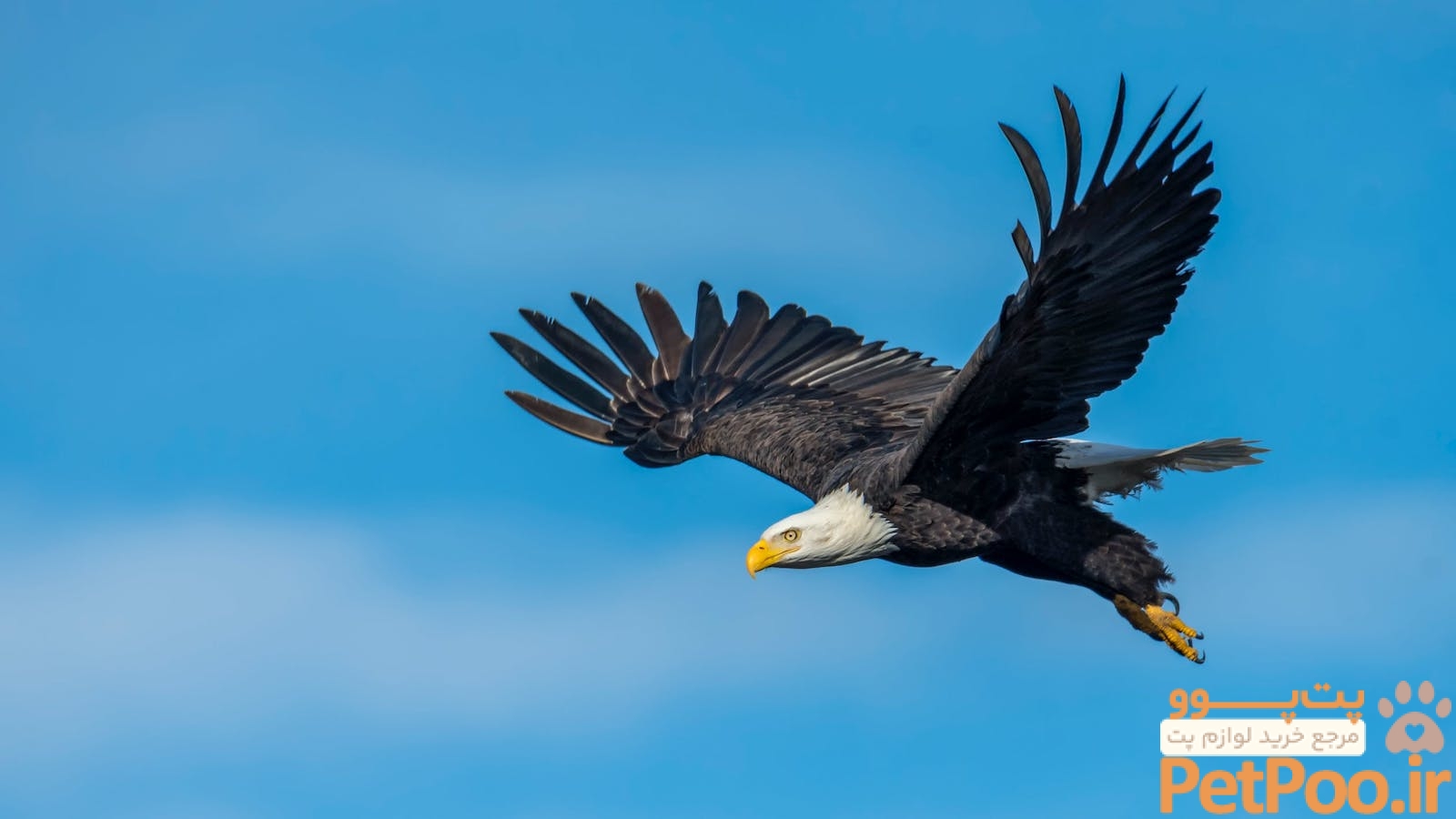 آیا عقاب و شاهین را میتوان بعنوان حیوان خانگی نگهداری کرد؟ 3 Raptor (Falcon, Hawk, Owl, Eagle) - Operation Wildlife