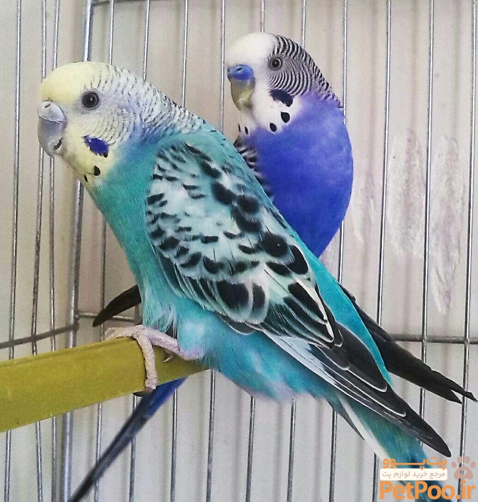 راهنمای خرید مرغ عشق (Budge) 4 راهنمای کامل نگهداری مرغ عشق در منزل به همراه بررسی قیمت مرغ عشق | فروشگاه آنلاین خانه پرندگان