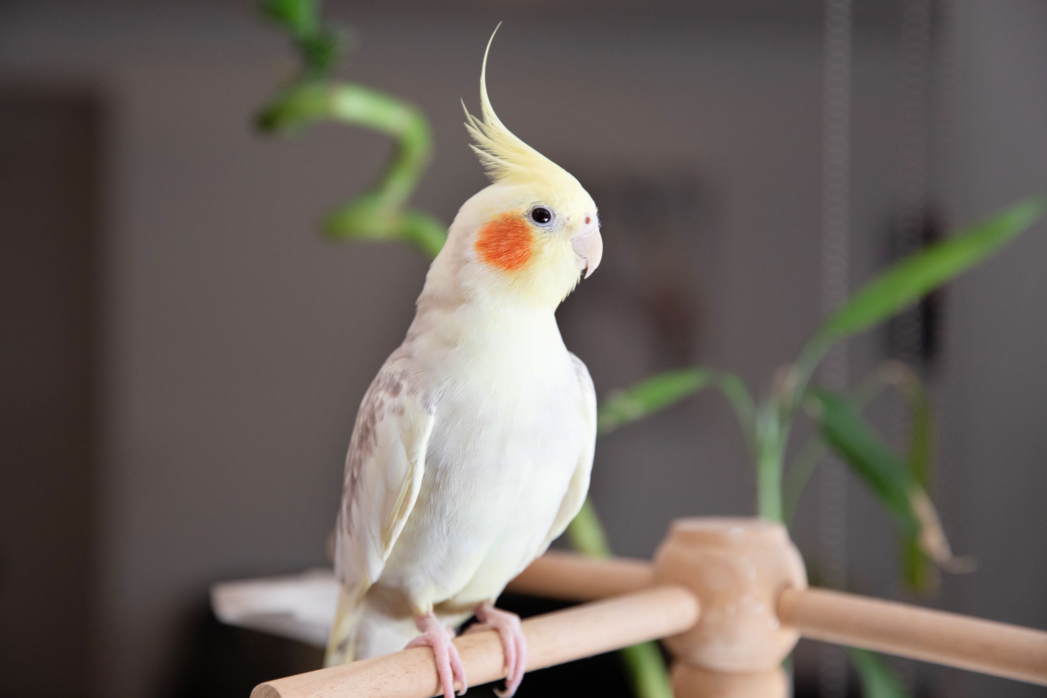 چگونه برای پرنده خود شناسنامه بگیریم؟ 4 8 Top Small Pet Birds