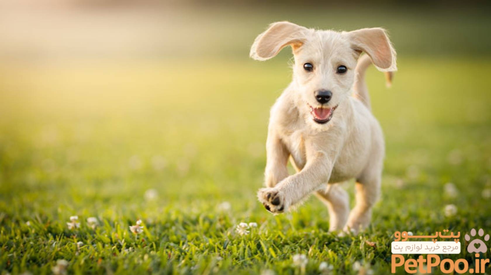 How dogs actually age (and what that tells us about how we do) | University of California