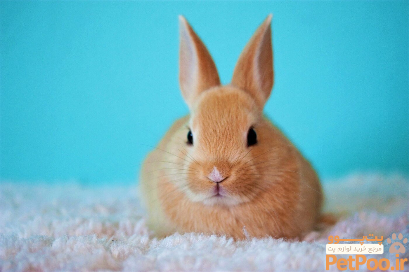 11 Funny Rabbit Videos That Will Brighten Your Day | PETA