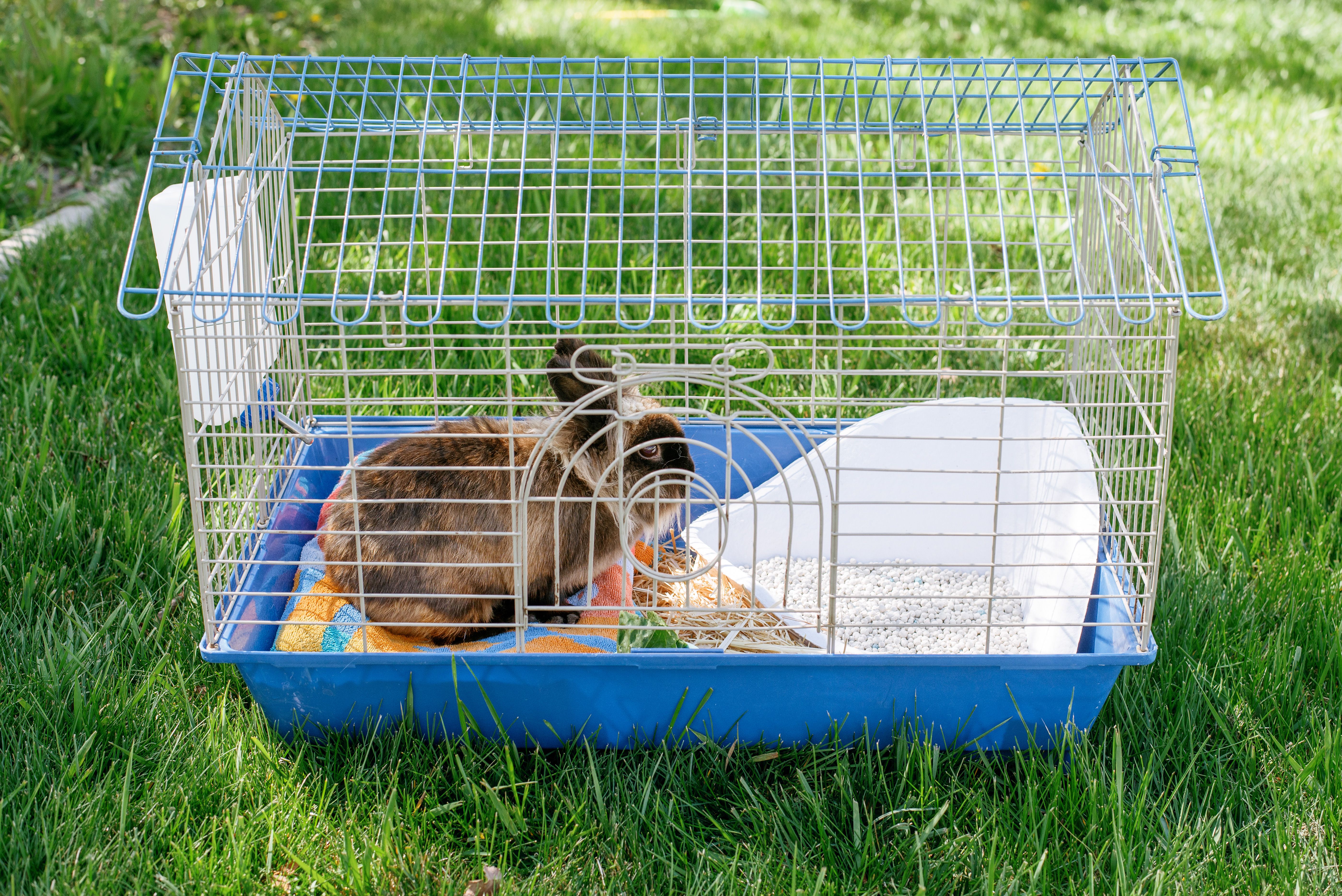 How to Clean a Rabbit Cage