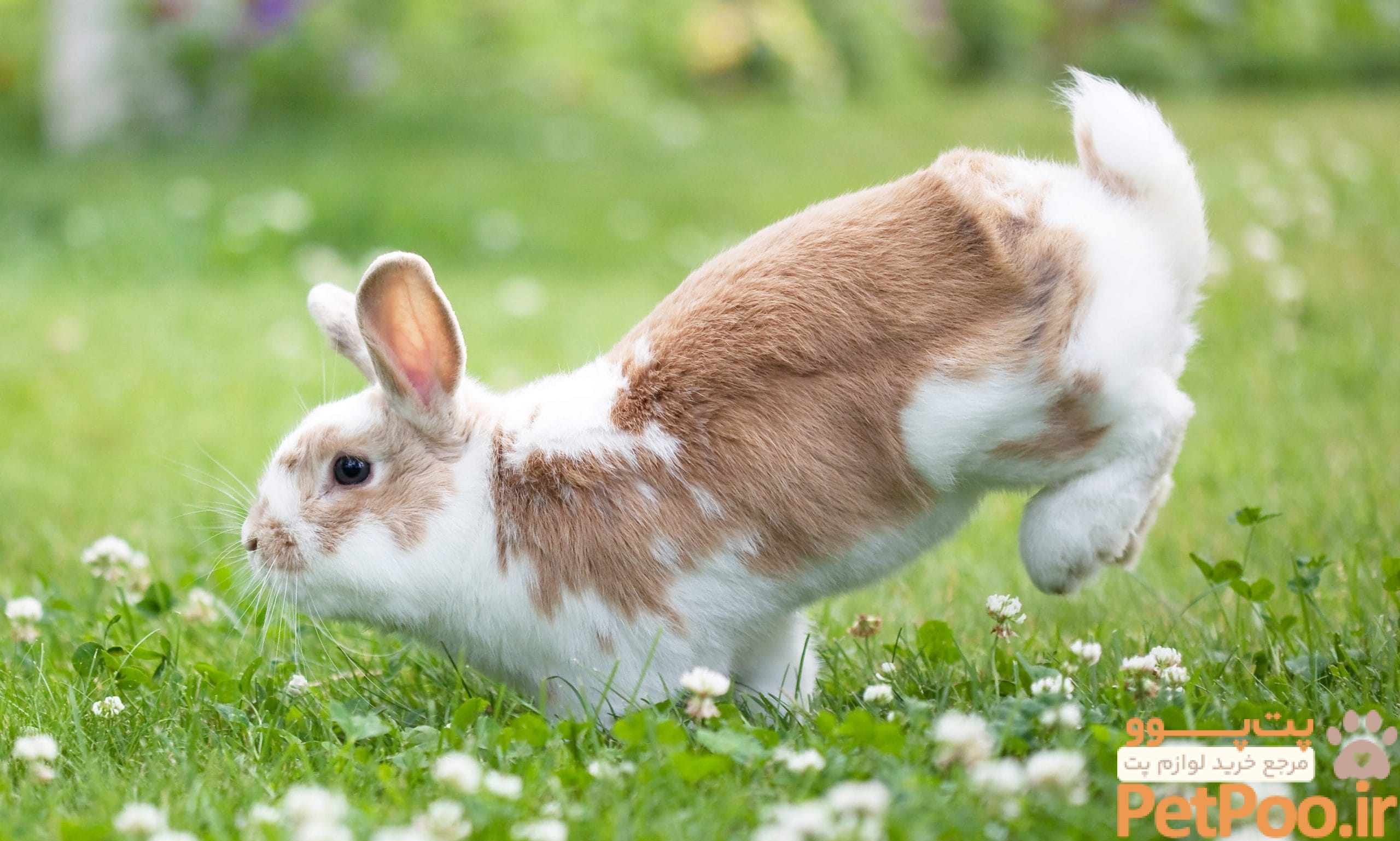 Understanding Your Rabbit's Body Language: 16 Common Behaviors | BeChewy