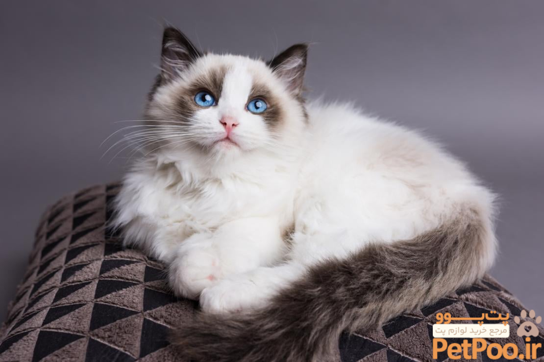 بهترین نژاد گربه برای نگهداری در خانه چیست؟ 4 معرفی نژاد گربه: راگ دول( Ragdoll ) | پت شاپ آنلاین مینگو پت