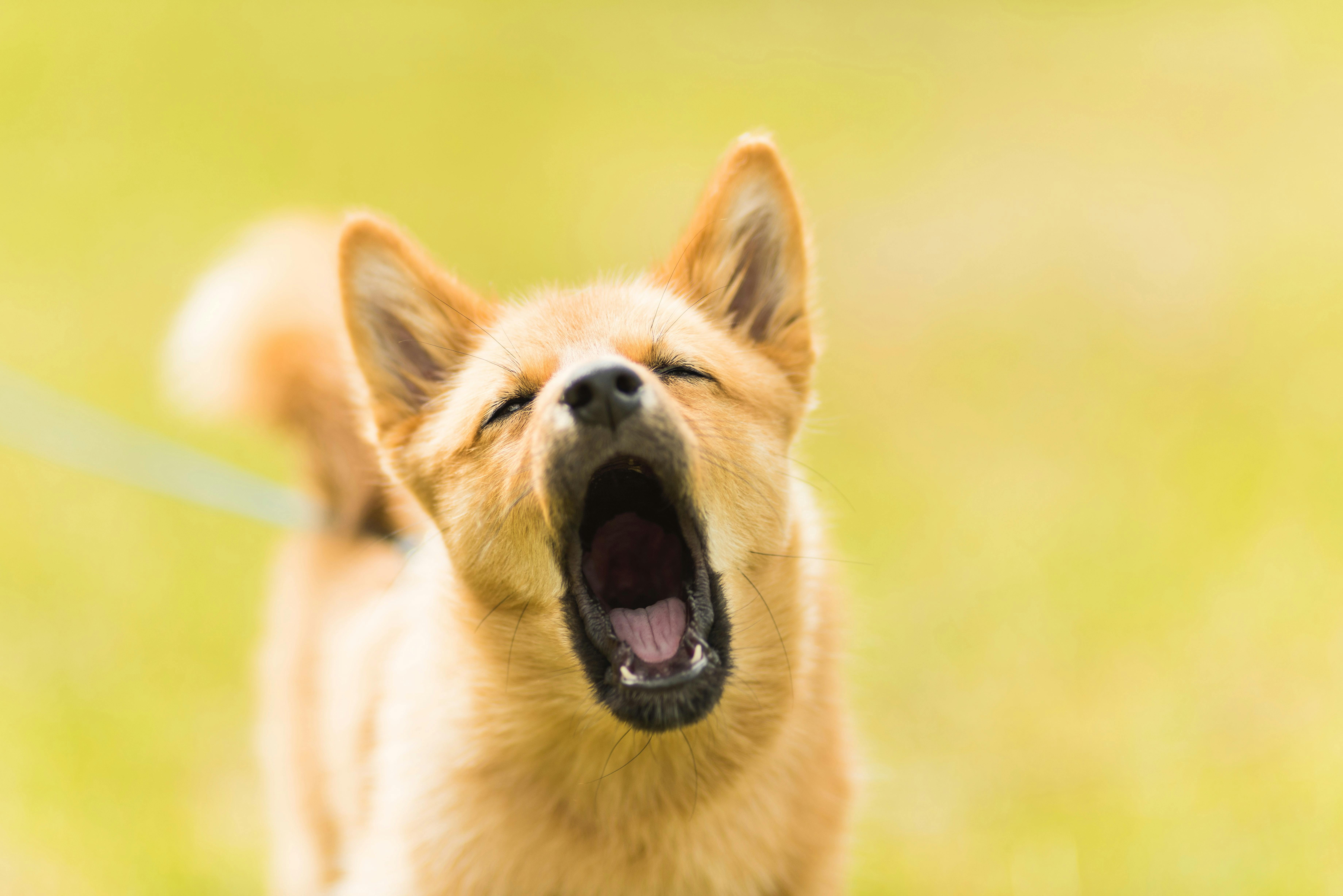 راهنمای آموزش پارس نکردن یا واق واق نکردن به سگ ها 6 Tips on Walking A Dog that Barks at Other Dogs