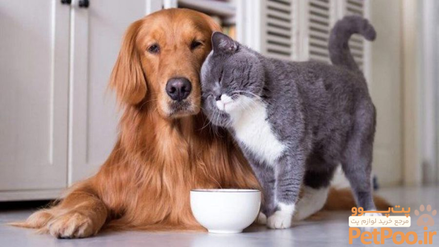 سگ بهتر است یا گربه؟ 9 نکته محرمانه برای انتخاب بین سگ یا گربه - ویرگول