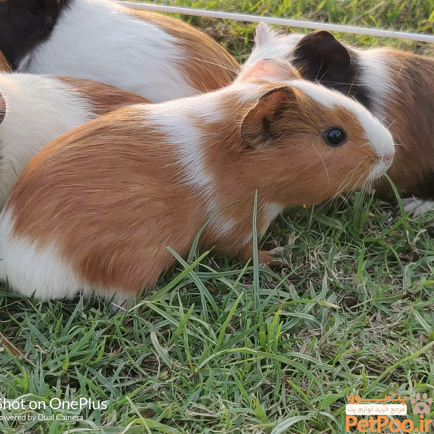 راهنمای قدم به قدم خرید خوکچه هندی (Guinea Pig) 2 Buy American Guinea Pigs For Sale in Gurugram & Delhi NCR As Pets (All Age Options) online at best price | Chirps & Whistle The Pet Shop n Pet Boarding & Grooming