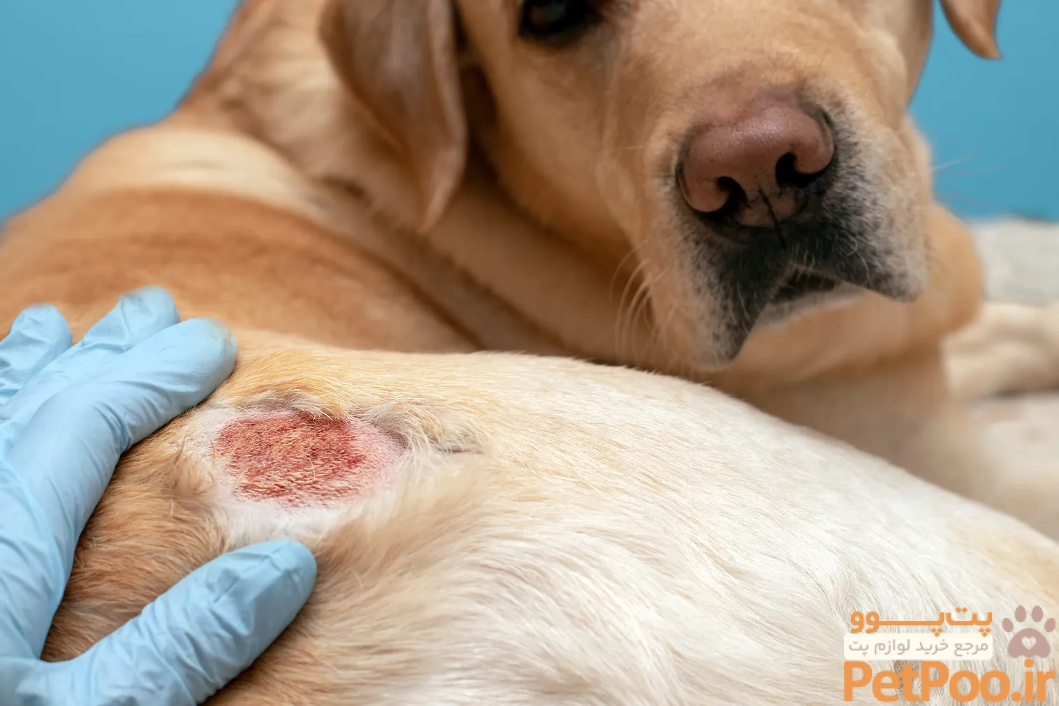 Skin Infections | Veterinarian in Livonia, MI | Sheehy Animal Hospital