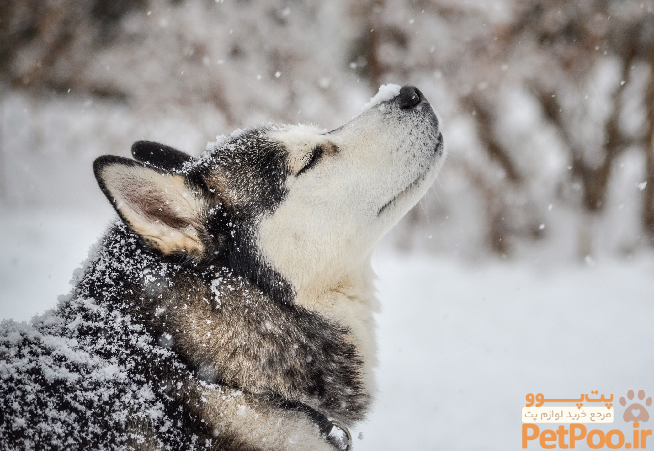 راهنمای نگهداری از سگ هاسکی: آموزش قدم به قدم 6 Siberian Husky Dog Breed Health and Care | PetMD