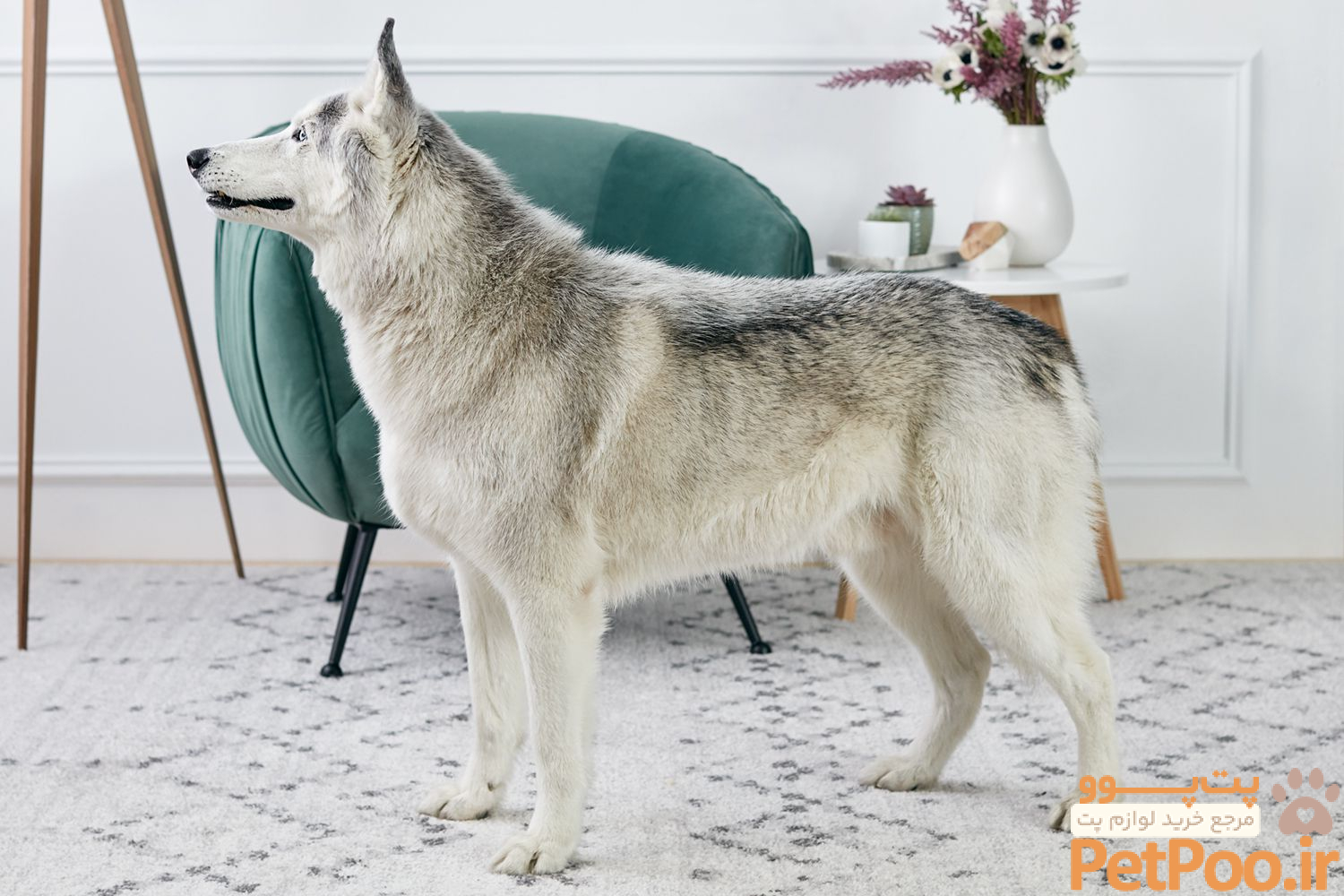راهنمای نگهداری از سگ هاسکی: آموزش قدم به قدم 5 Siberian Husky: Dog Breed Characteristics & Care