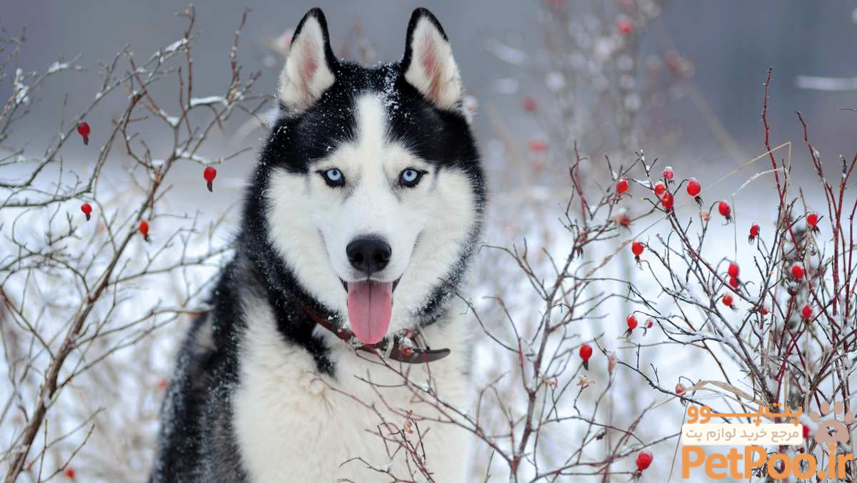 راهنمای نگهداری از سگ هاسکی: آموزش قدم به قدم 3 Complete Care Guide for Siberian Huskies » Info, Tips, & More