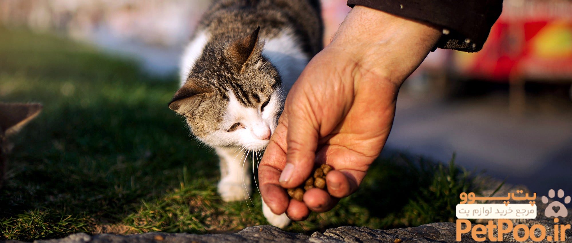 چگونه گربه خیابانی را به دامپزشکی ببریم؟ 2 How to help a stray pet | The Humane Society of the United States