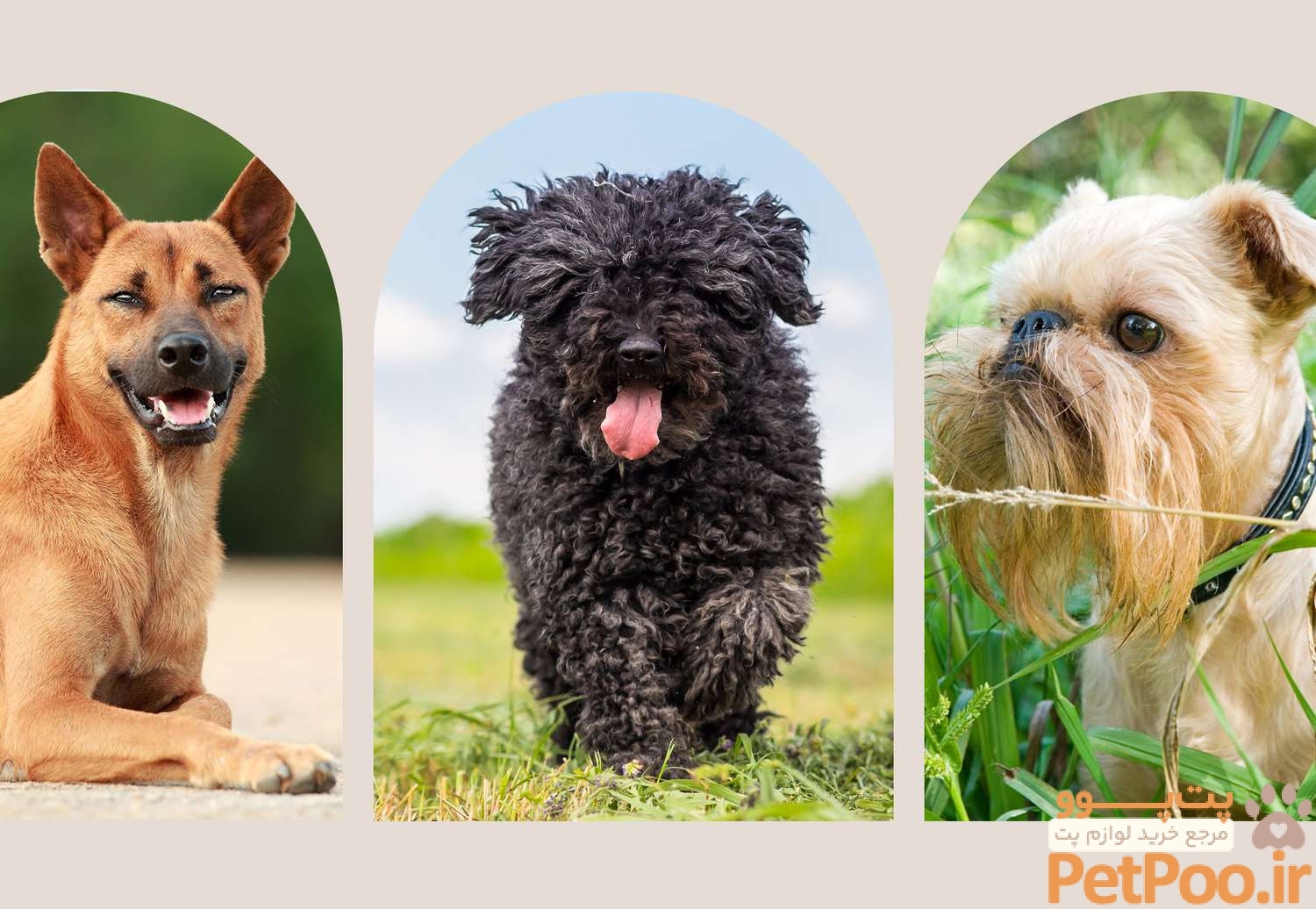 23 Unique Dog Breeds