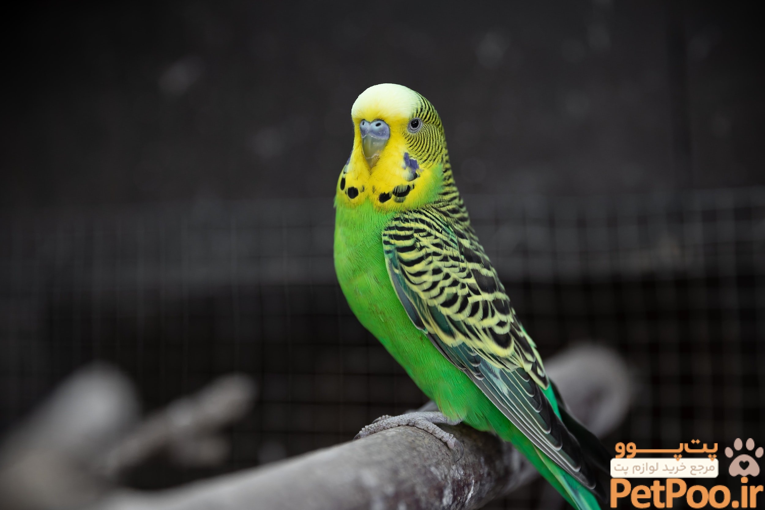 معرفی انواع پرنده برای نگهداری در خانه: معرفی نژادهای مختلف پرندگان 2 Top 10 birds for pets in 2023 — Dan's Pet Care