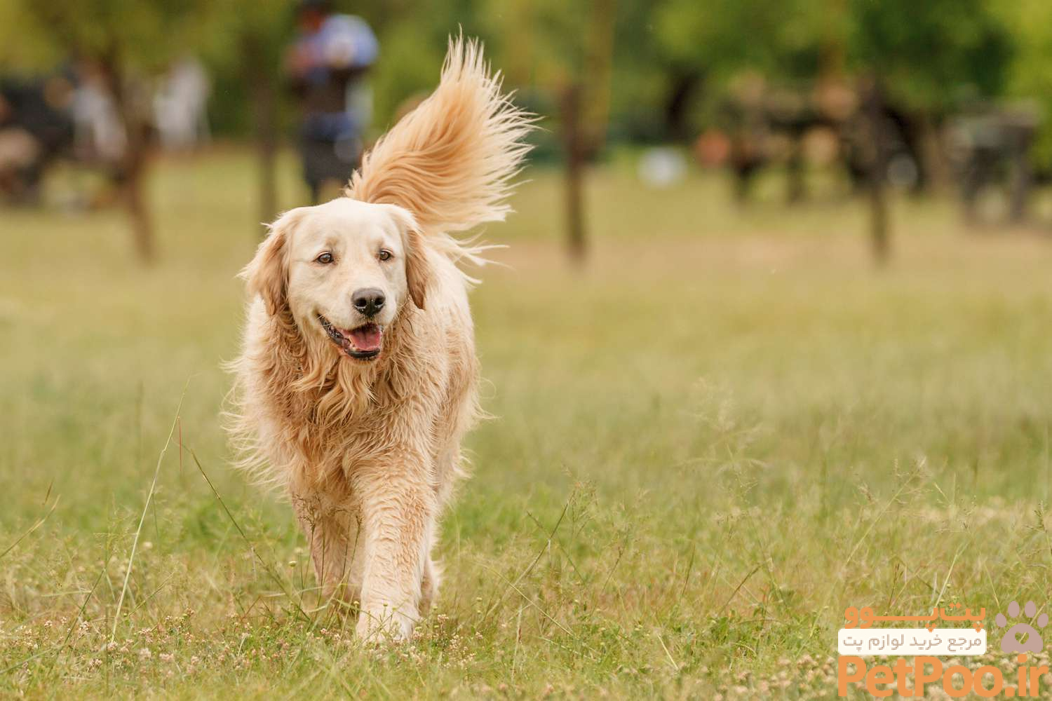 13 of the World's Most Gentle Dog Breeds