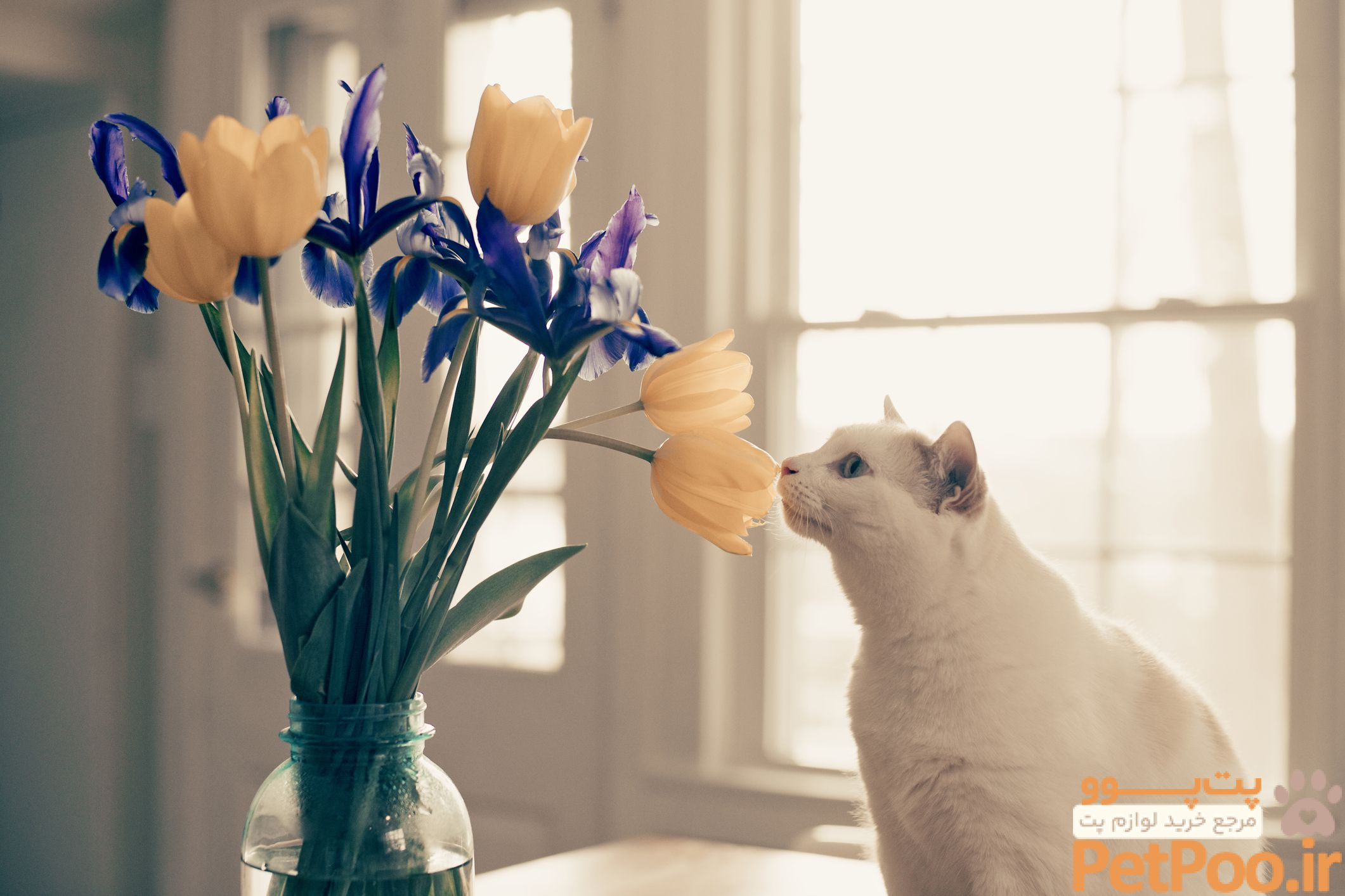 A Cat's Sense of Smell Is for Food, Mating, and Danger