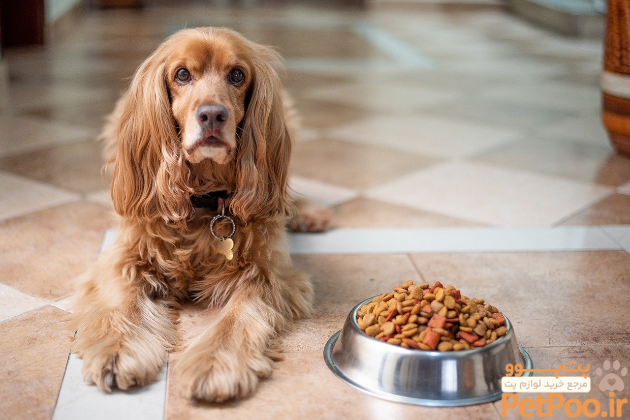 Why Is My Dog Not Eating? | Calgary, AB | Especially 4 Pets