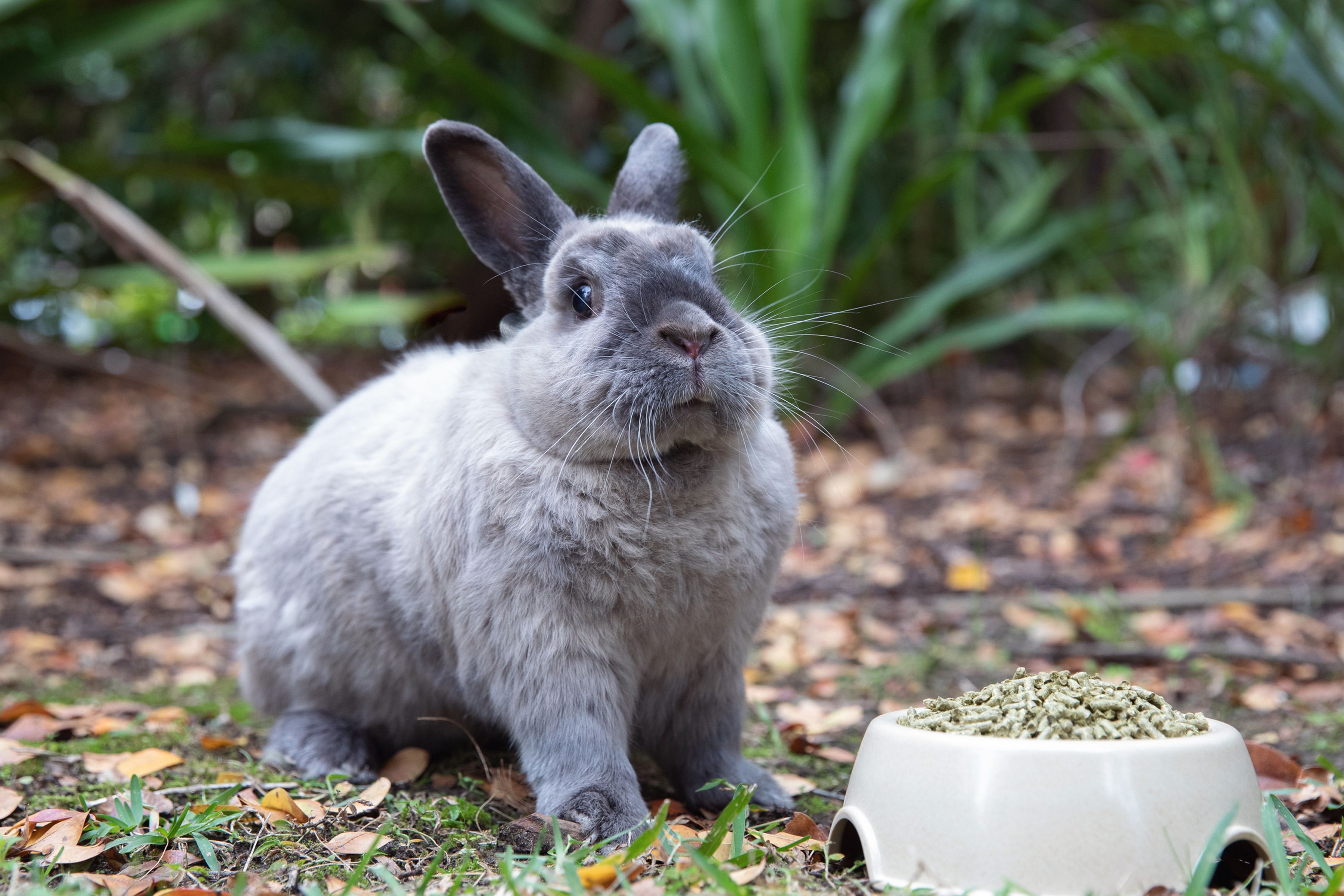 از کجا بفهمیم خرگوش چند ماهه است؟ راهنمای تشخیص سن 4 What to Do If Your Pet Rabbit Stops Eating