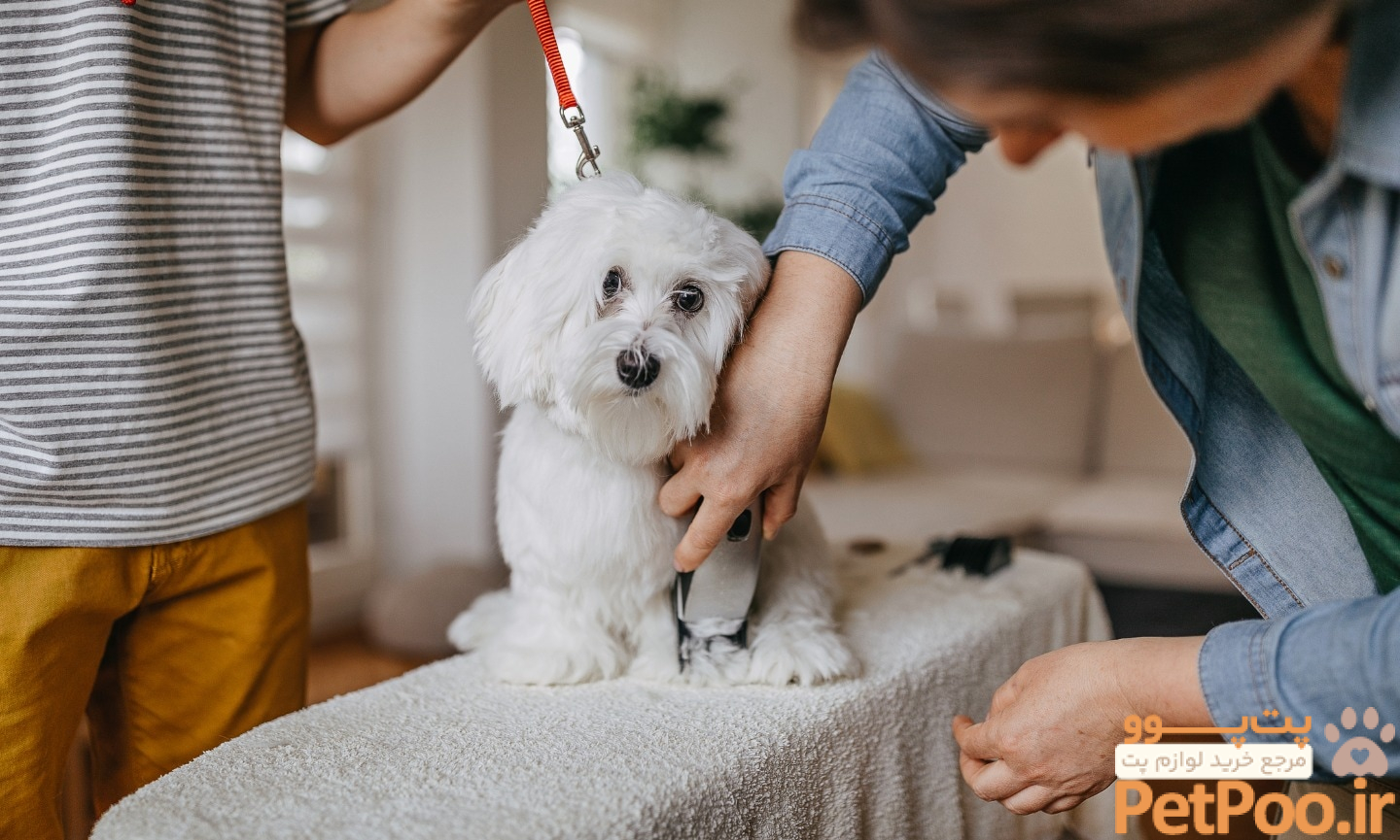 راهنمای کوتاه کردن موی حیوانات خانگی در منزل 3 Grooming a Dog With Clippers: How to Give a Dog a Haircut at Home | BeChewy