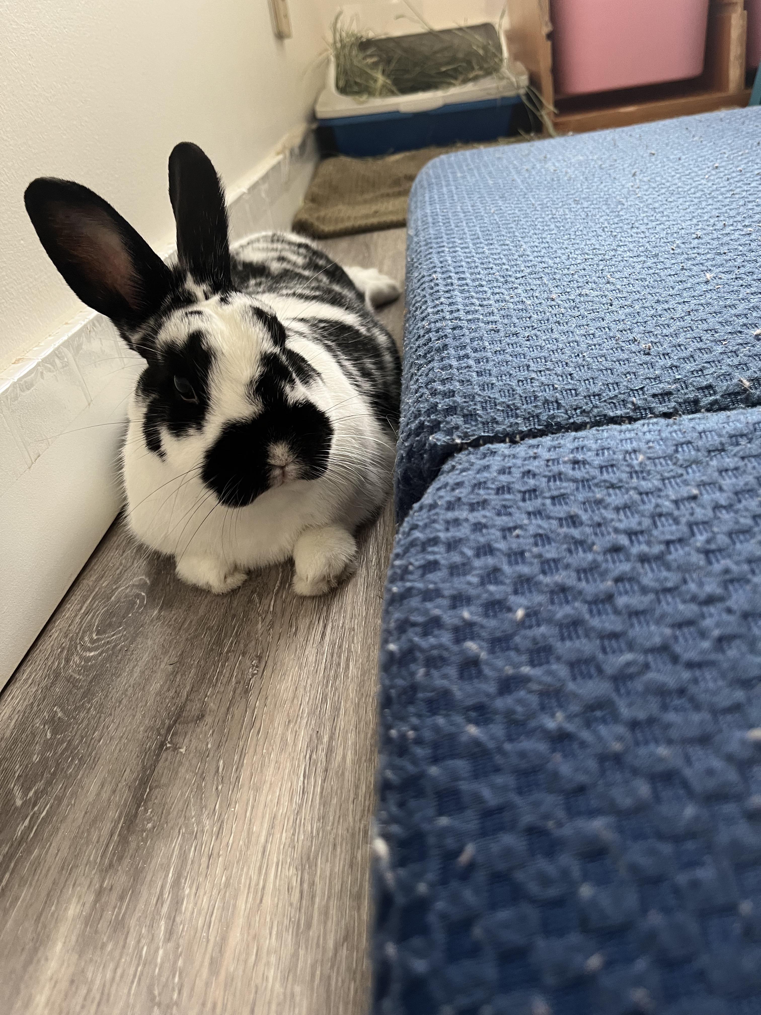 آیا واقعا نگهداری خرگوش باعث فقر میشود؟ 5 Can we please stop saying the poor shouldn't have pets? : r/Rabbits