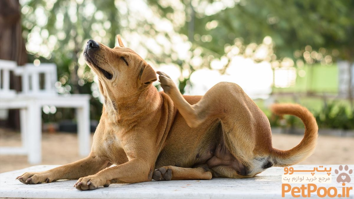 از کجا بفهمیم به سگ آلرژی و حساسیت داریم یا نه؟ 4 Can dogs and cats be allergic to humans? | Live Science