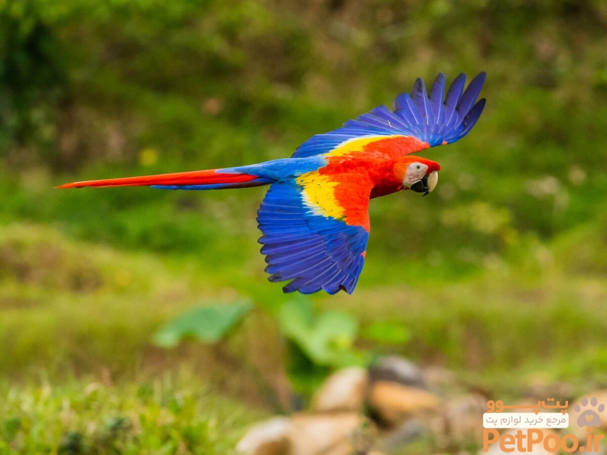 پرورش کدام پرنده سود بیشتری دارد؟ 5 Costa Rica's Scarlet Macaw: A Story of Conservation and Community Participation | Earth.Org