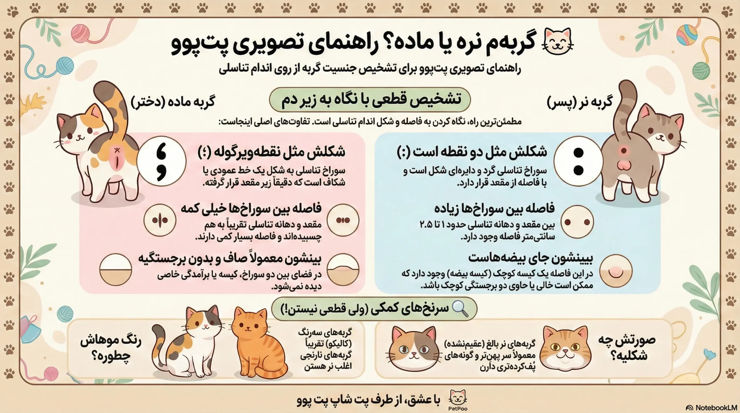 از کجا بفهمیم گربه نر است یا ماده؟ 1 petpoo infographic cat gender guide scaled
