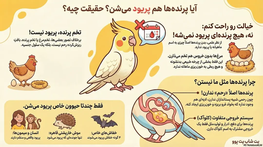 petpoo infographic do birds have periods