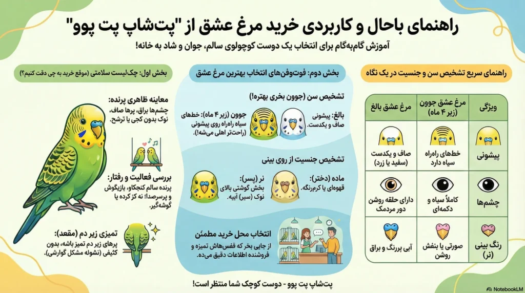 راهنمای خرید مرغ عشق (Budge) 2 petpoo infographic how to buy budge