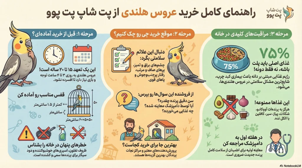 راهنمای خرید عروس هلندی 1 petpoo infographic how to buy cockatiel
